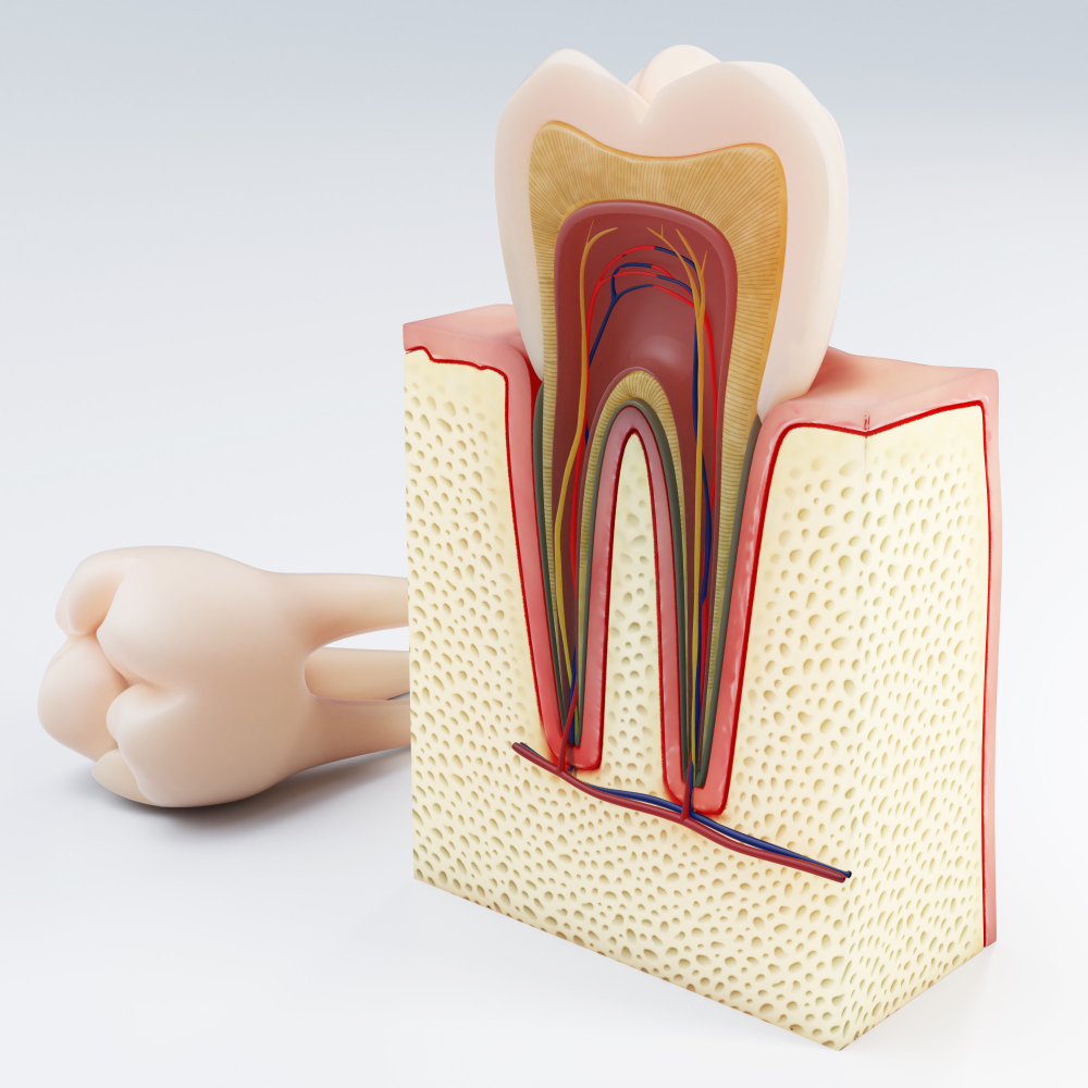 human-tooth-digital-illustration-teeth-cross-section-isolated-3d-rendering.jpg